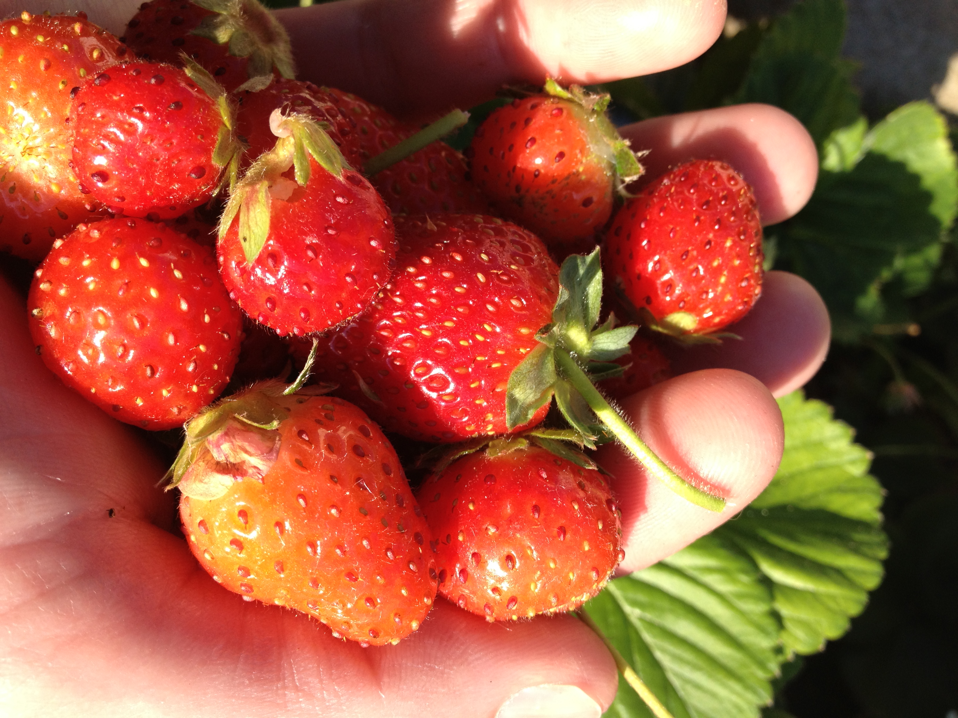 Garden strawberries
