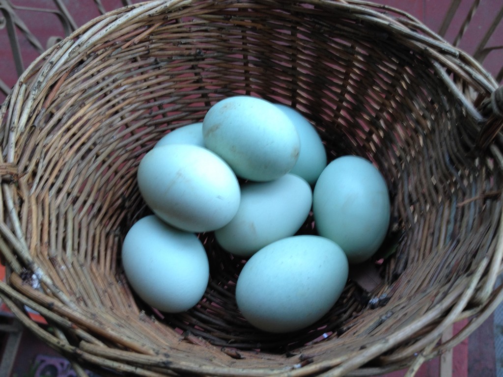 Blue huevos