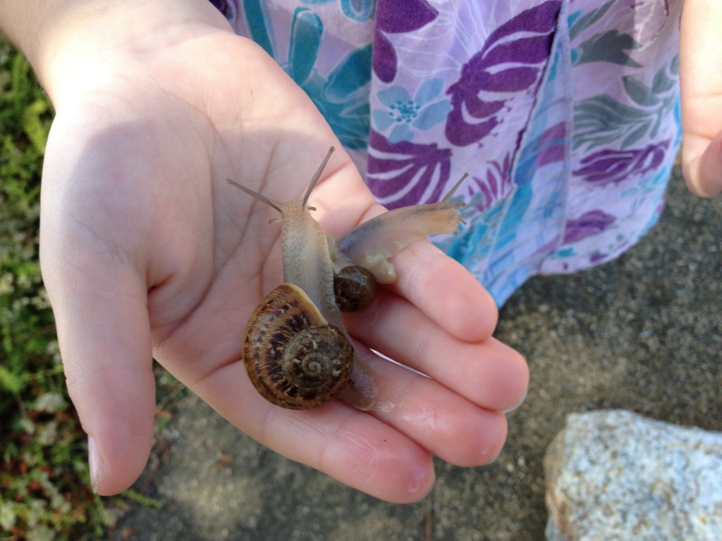 CH holding snails