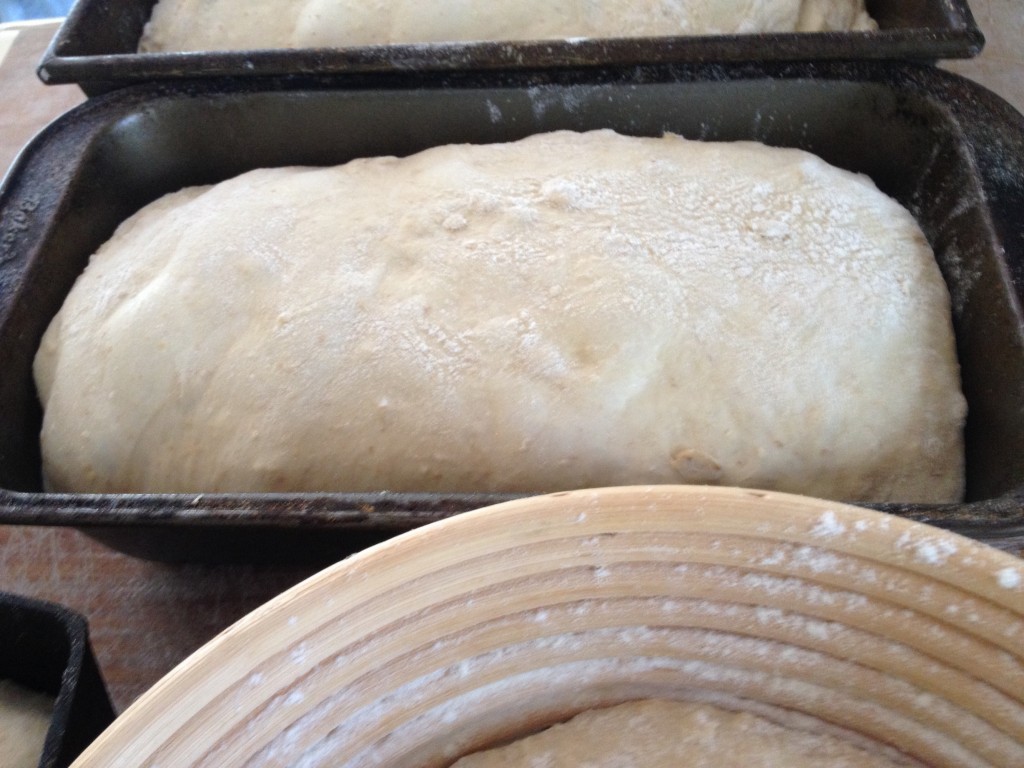 New Bread final rise closeup