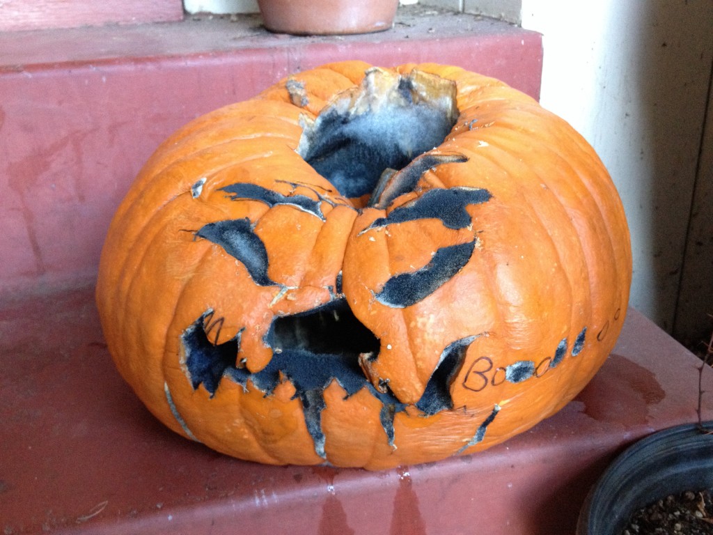 Rotting pumpkin 2