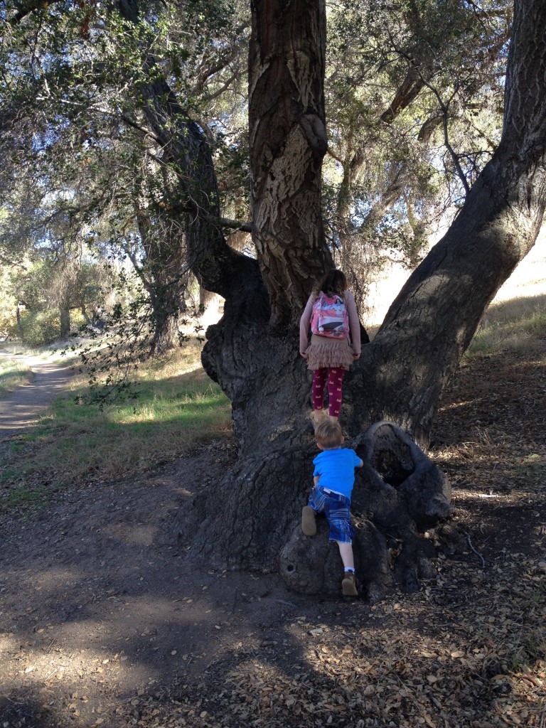 Kids climbing on live oak