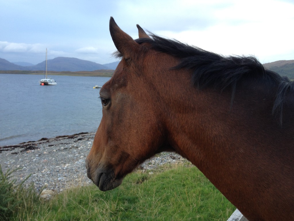 Scotland - Spencer the horse