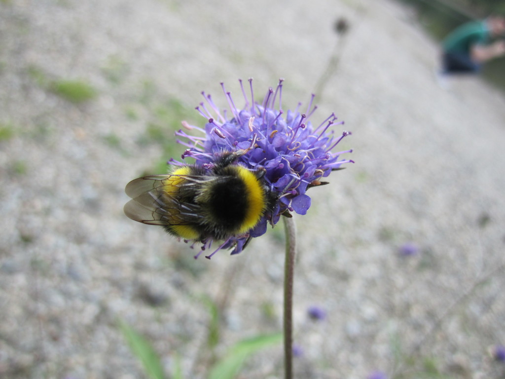 Scotland - bumblebee and purple flower