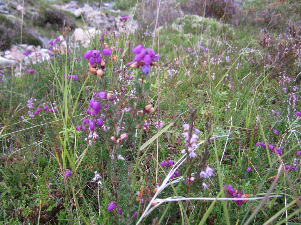 Scotland - purple wildflowers