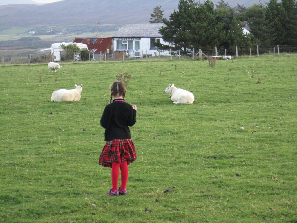 Scotland - CH watching sheep
