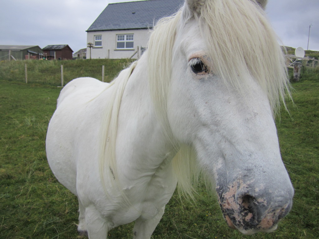 Scotland - white pony closeup