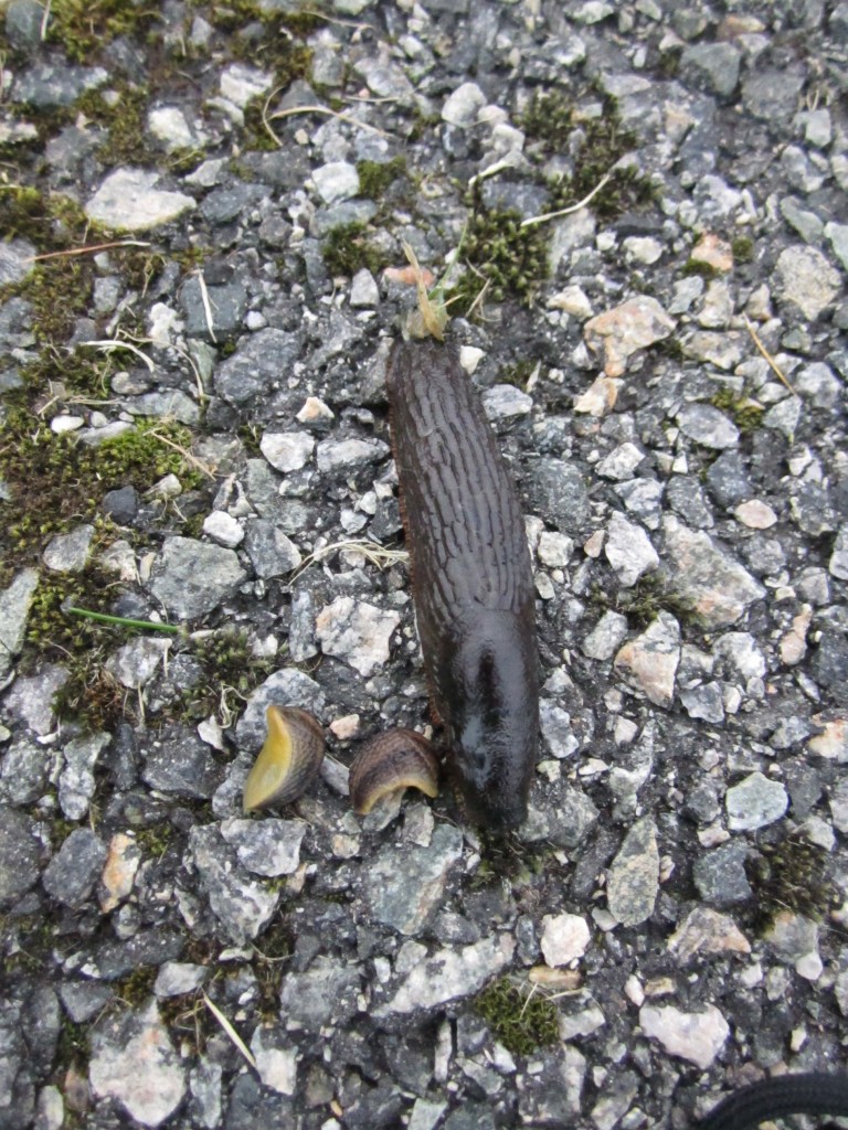 Scotland - slugs