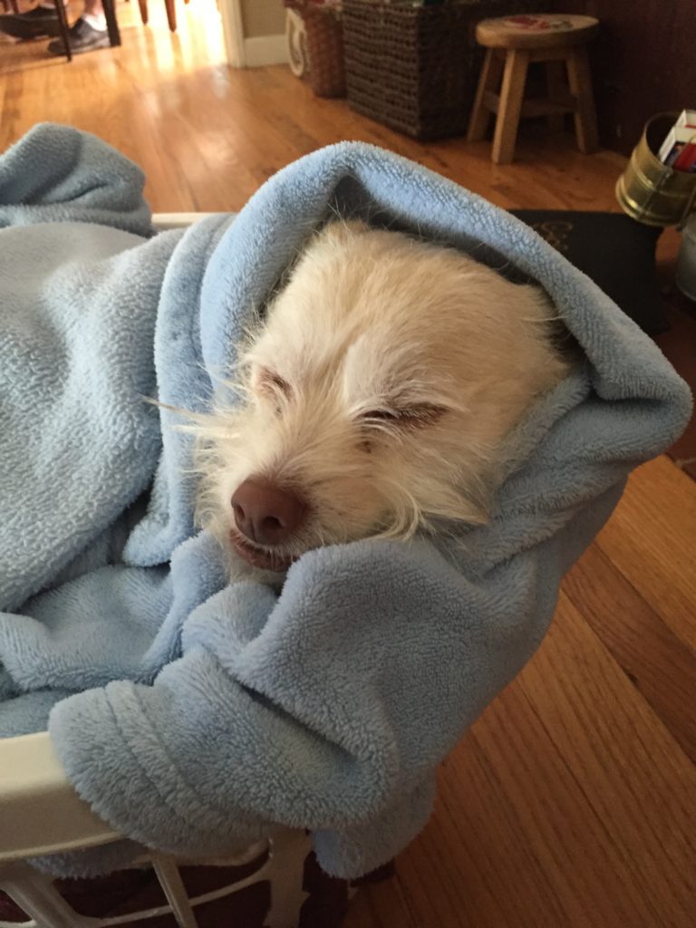 Oscar in blanket