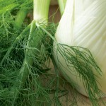 wild fennel