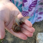 CH holding snails