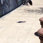 Crow flying away