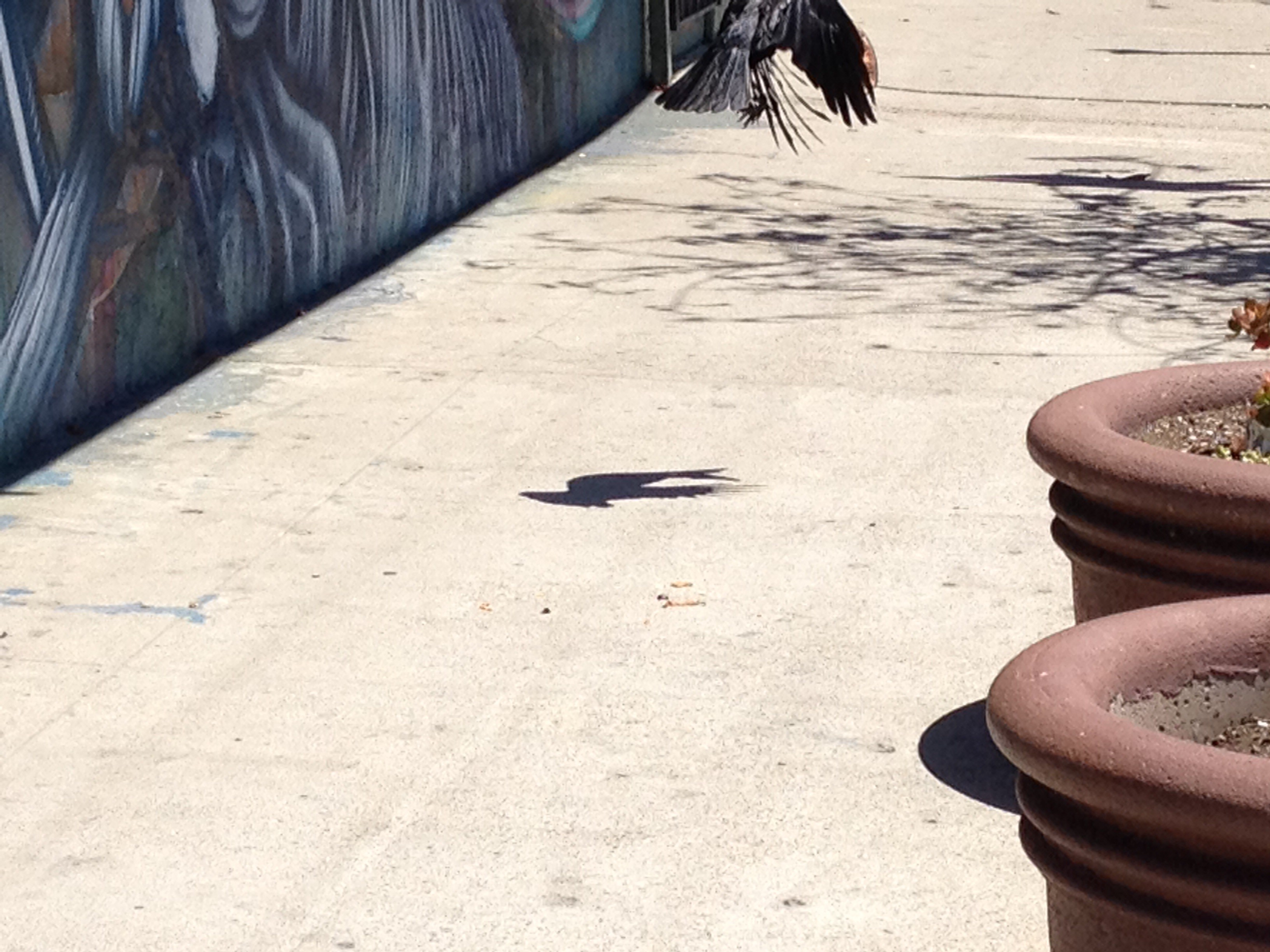 Crow flying away
