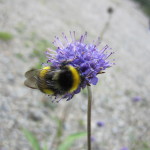Scotland - bumblebee and purple flower