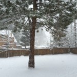 Snowy backyard in Truckee